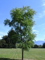 gymnocladus dioicus
